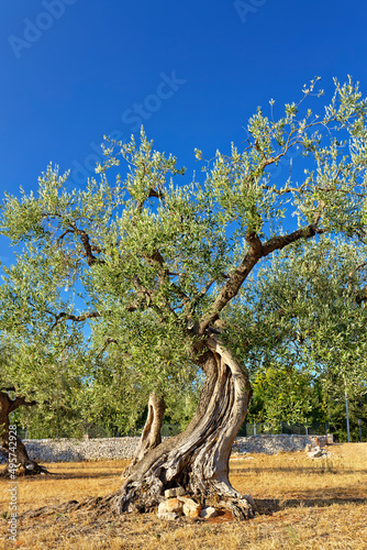 Knorriger Olivenbaum auf einem verdorrten Feld in Italien, Apulien