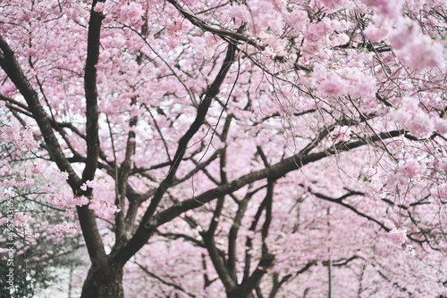 , kirschblüte, sakura, aufblühen, cherry, baum, frühling, blume, pink, natur, ast, blühen, japan, pflanze, jahreszeit, 