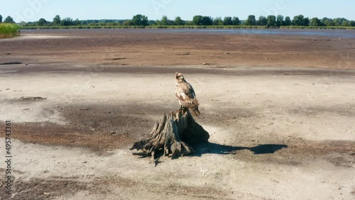 Pallas's fish eagle, Haliaeetus leucoryphus, sits on a tree stump in the middle of a pond photo