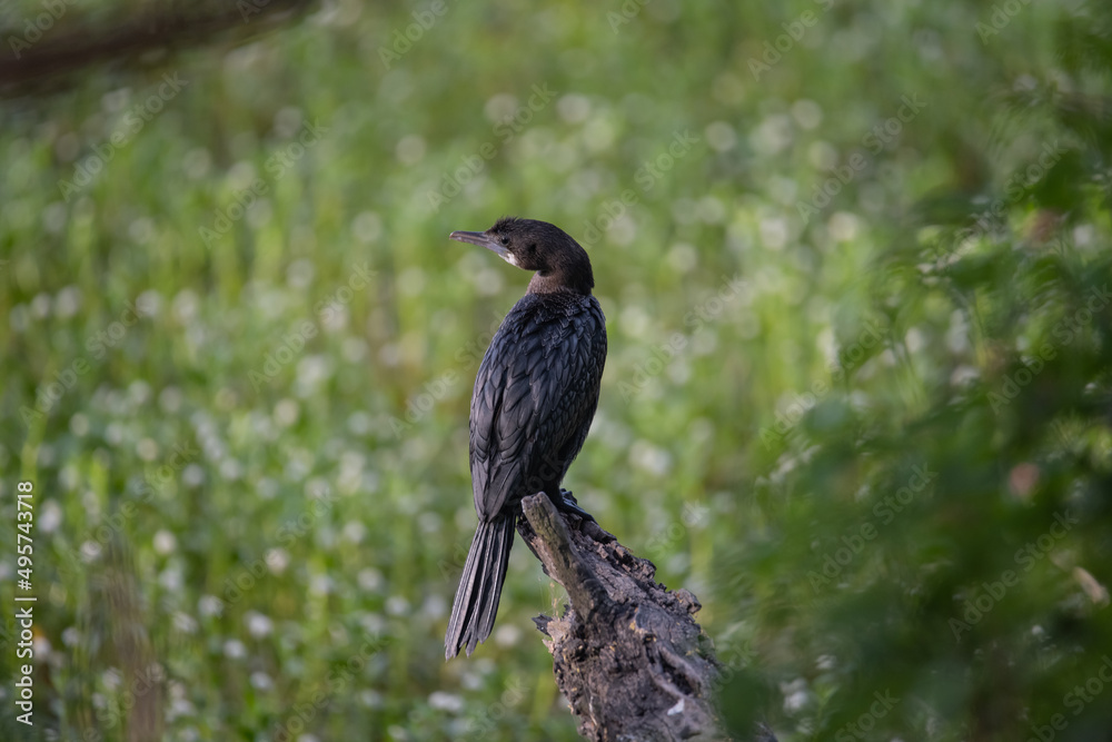 Cormorant or Darter bird waiting patiently on a branch of tree during morning hours