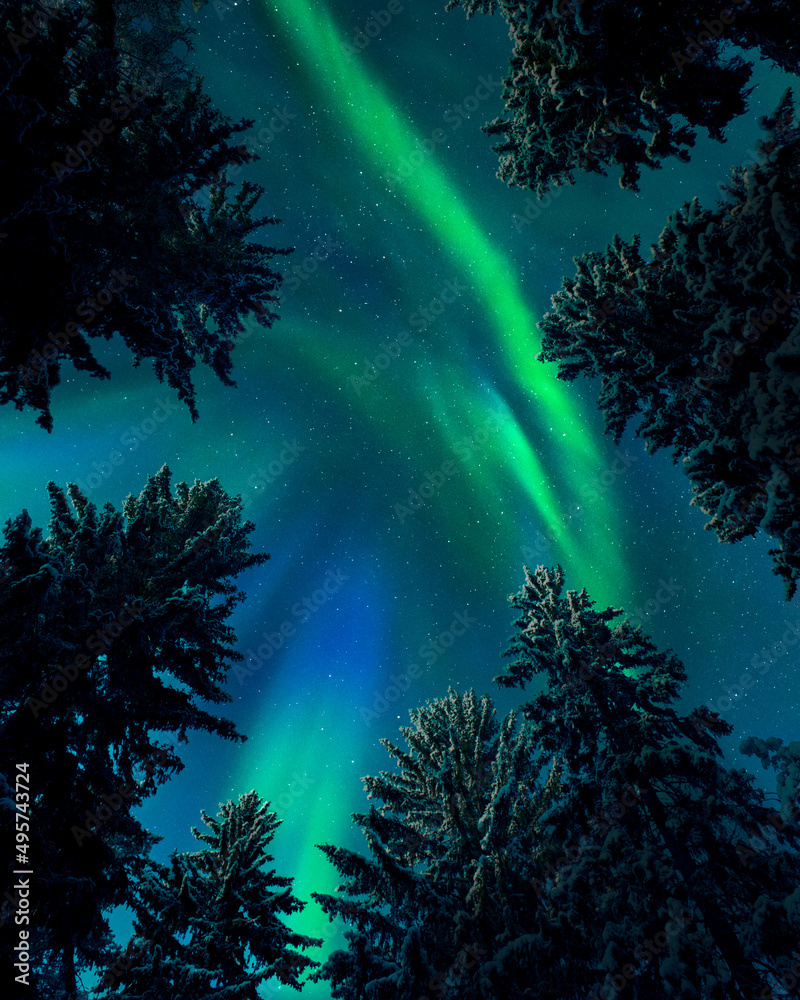 Northern lights (Aurora borealis) above treetops, snowy spruce trees, boreal forest in cold winter night, Finland.