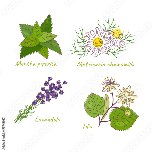 Set of sedative medicinal herbs. Vector color illustration.