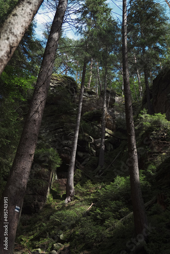 forest in spring