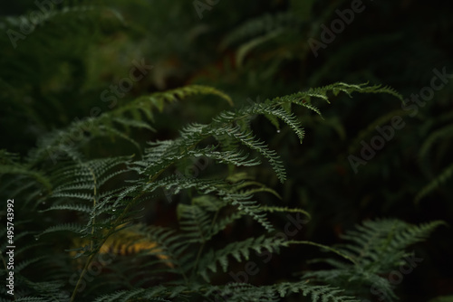 fern in the forest
