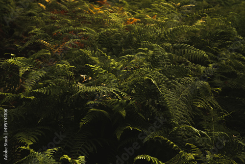 fern in the forest