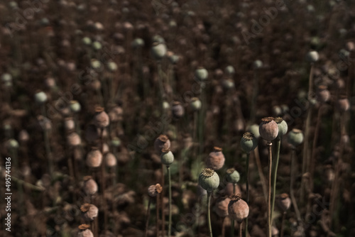 seed heads in the field