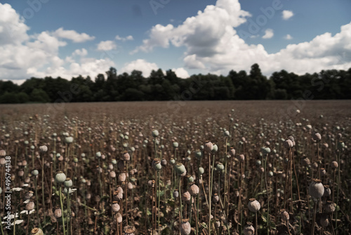 field of flowers
