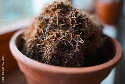 cactus in a pot