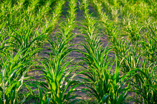 Rows of young corn plants in an agricultural field.