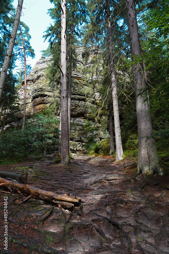 Path in the forest with rock in the background