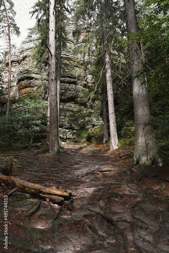 Path in the forest with rock in the background