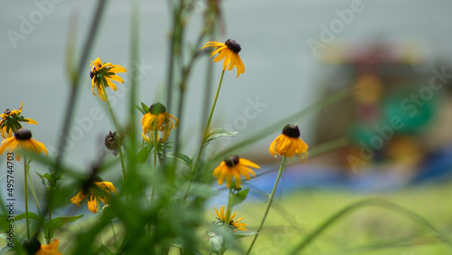 Fotografie The yellow Rudbeckia flowers in a greenfield