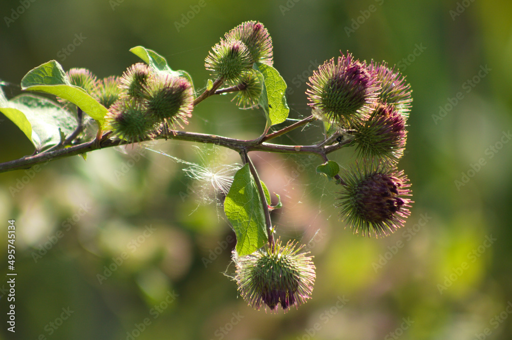 Closeup of lesser burdock buds with green blurred plants on background Closeup of lesser burdock buds with green blurred plants on background