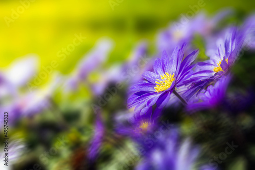 Wiosenne niebieskie kwiaty