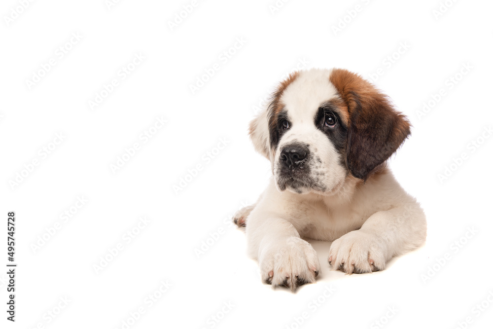 Cute Saint Bernard puppy dog lying down on a isolated white background looking away with space for copy