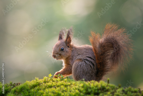 European red squirrel on a sunny day on green moss seen from the side © Elles Rijsdijk
