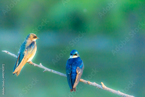 Canvas Print Beautiful shot of two blue birds on a branch of a tree