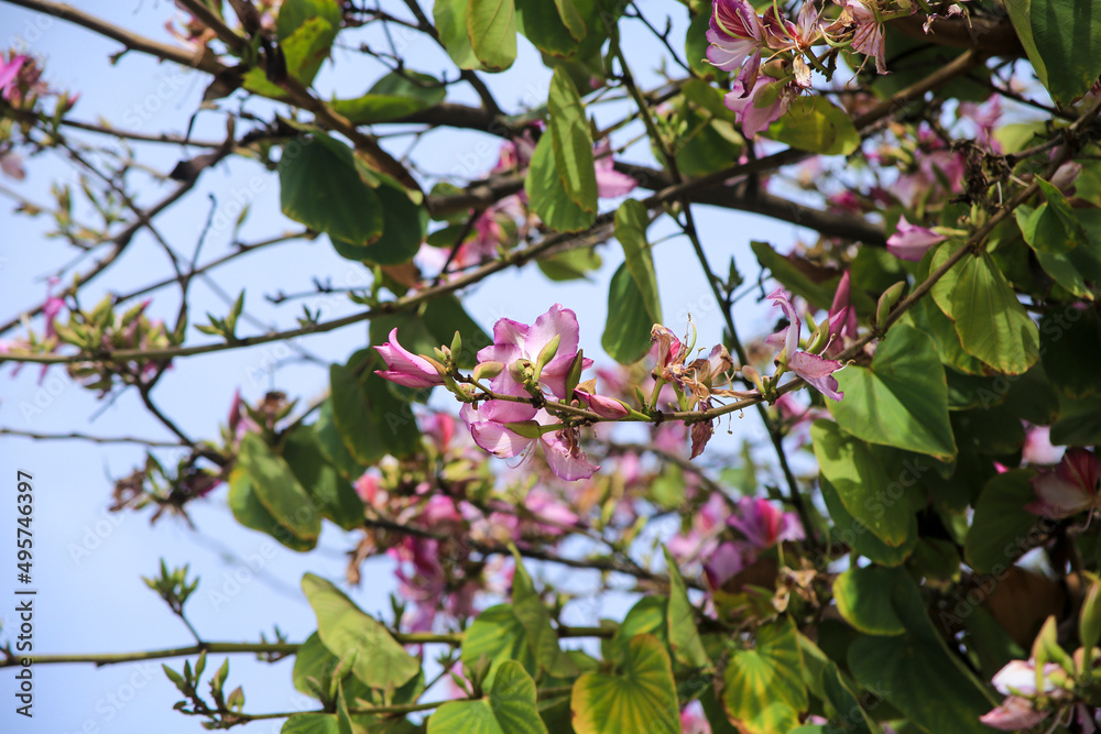 Beautiful Bauhinia purpurea tree in Alicante