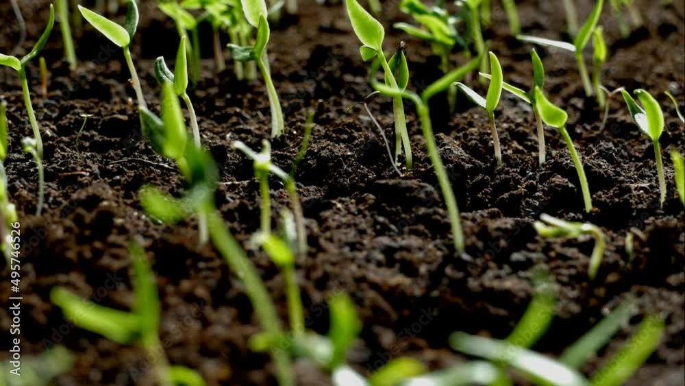 Green shoots germinate and reach for the sun. The beginning of spring. Green shoots germinate and reach for the sun. The beginning of spring.