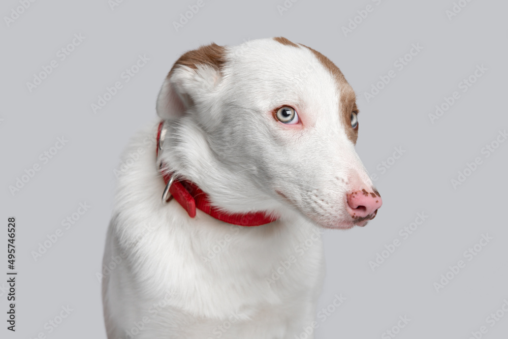 Portrait of a funny domestic dog in a red collar. She turns her head and looks furtively into the camera. Portrait of a funny domestic dog in a red collar. She turns her head and looks furtively into the camera.