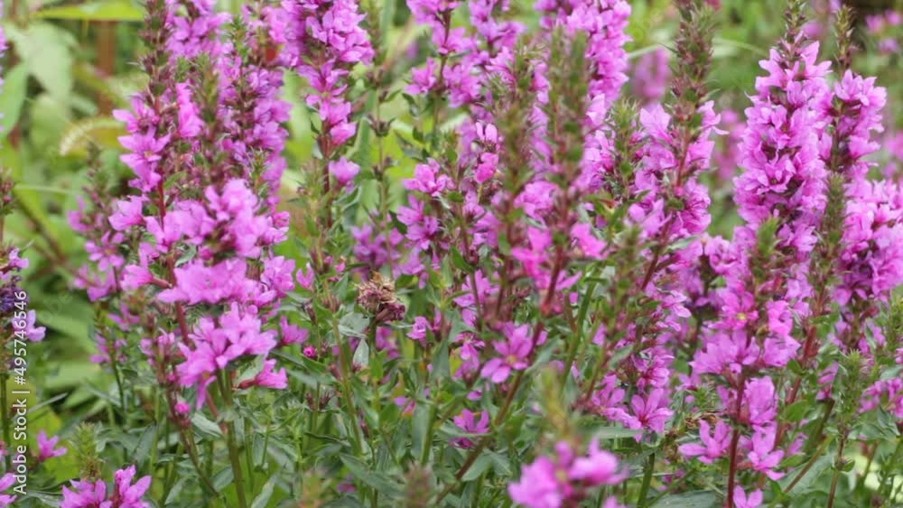 Bright wildflowers Lythrum salicaria blooming close-up Bright wildflowers Lythrum salicaria blooming close-up