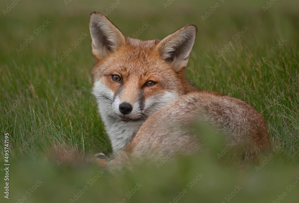 urban fox in the garden