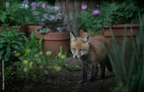 urban fox in the garden