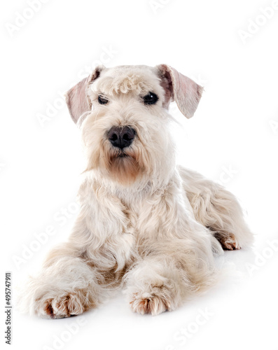 miniature schnauzer in studio