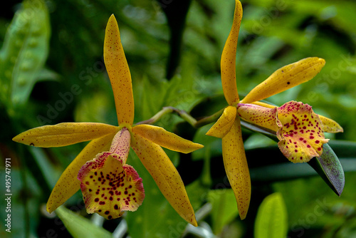 Yellow Orchid with Red Polka Dots