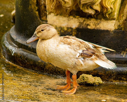 Fototapeta Closeup of a Domestic duck old brown standing on a grunge tough ground in San An