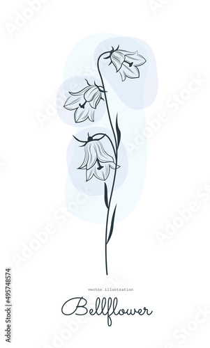 Black and white vector illustration of a bellflower outline.Botanical drawing of flowers for design.