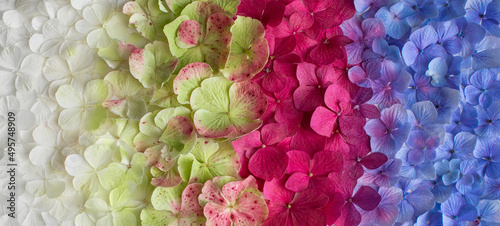 kolorowe tło z płatków kolorowej hortensji, kolory lata w ogrodzie © meegi