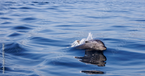 Obraz na płótnie Bottlenose Dolphin's refection, bottlenose dolphin