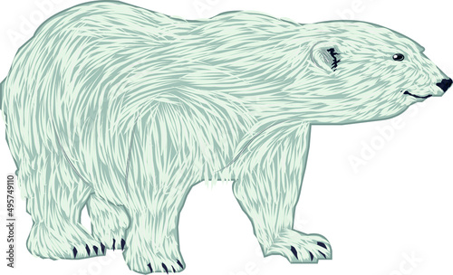 Orso polare