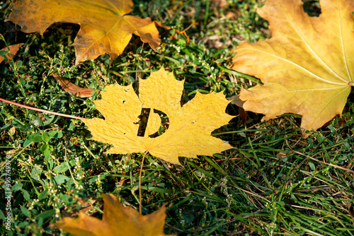 Sunlight shines on a maple leaf with a carved letter D