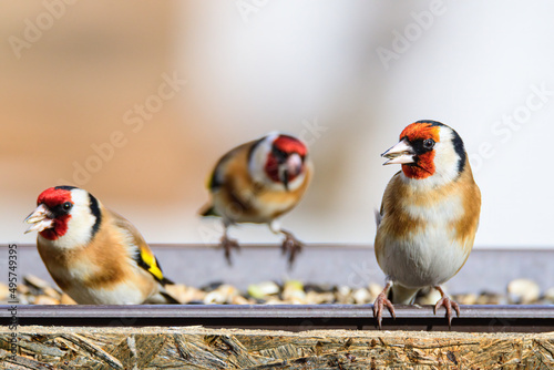 Shallow focus shot of three European Goldfinches sitting on a feeder in the gard Fototapet