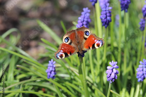 a peacock butterfly sits at a blue grape hyacinth flower in the garden in springtime closeup