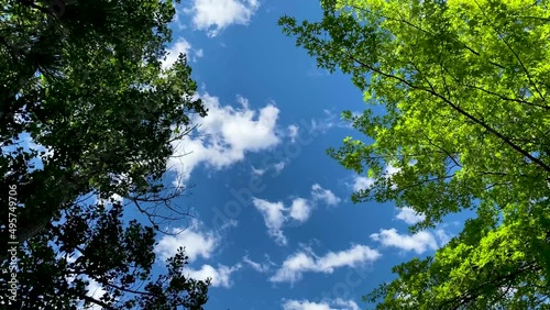 clean air wind blowing through tall trees