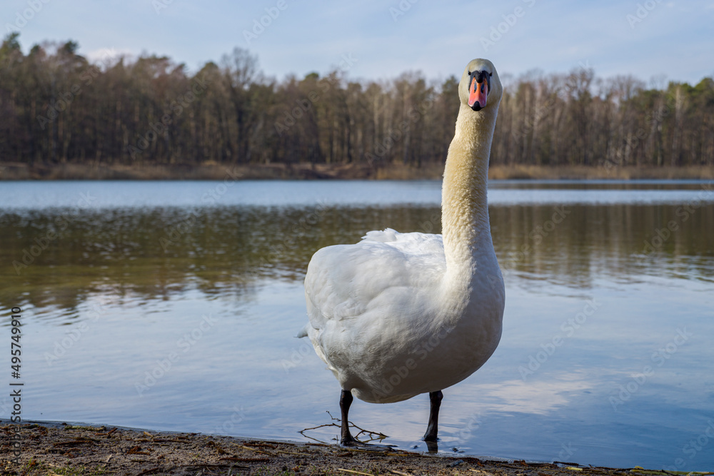 Obraz premium ein Schwan am Ufer von einem See