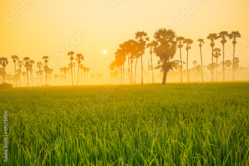 rice fields and palm trees,View of Line of Asian Palmyra palm trees or Sugar palm and green rice field, with silhouette sunset background landscape scene in twilight time at viewpoint of Dongtan Sam  photo