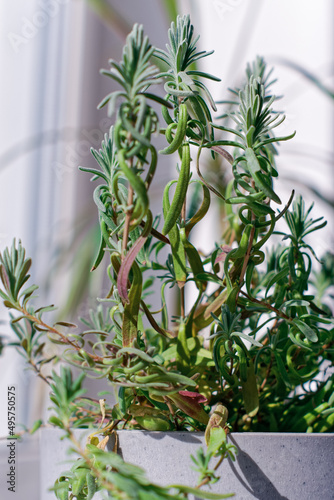 A small lavender bush brightly lit by the sun grows in a gray pot on a window in a city house. Close view of the leaves. Shallow depth of field.