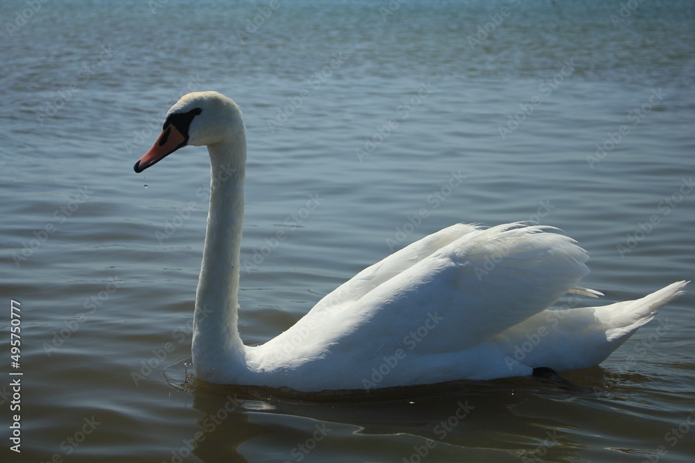 The swan swims by the shore on the Baltic Sea The swan swims by the shore on the Baltic Sea