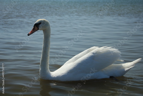 The swan swims by the shore on the Baltic Sea