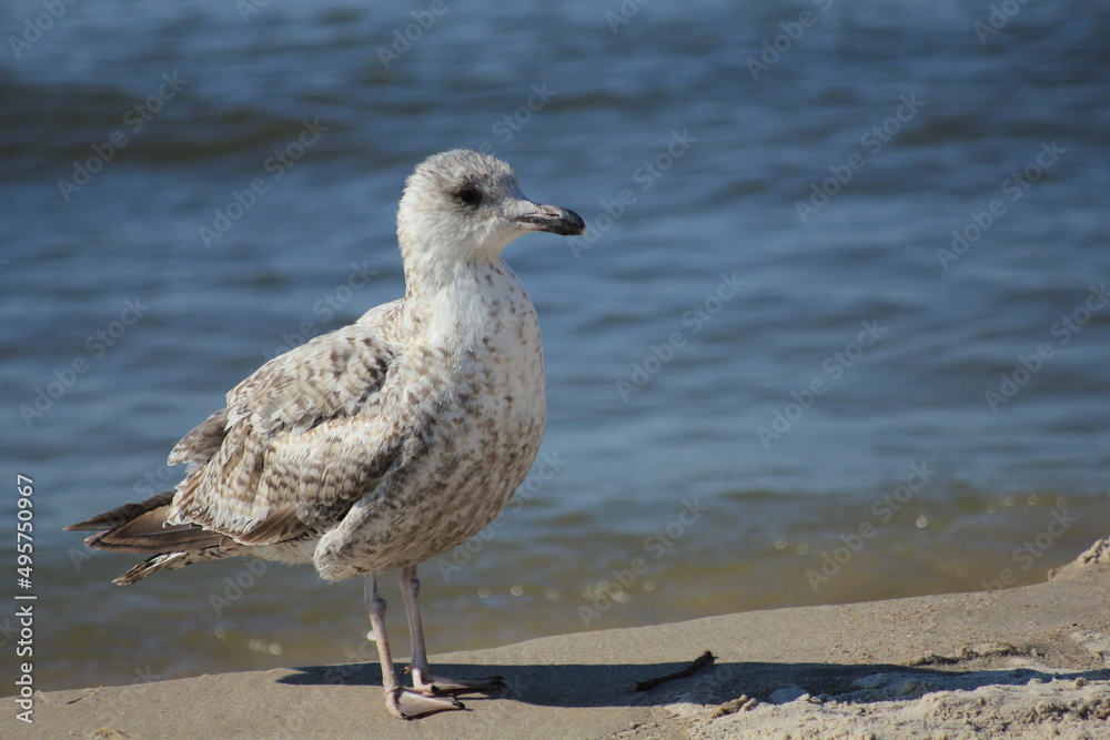 Seagull by the shore of the Baltic Sea Seagull by the shore of the Baltic Sea