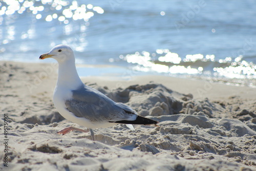 Seagull in the sand on the beach by the sea