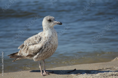Seagull by the shore of the Baltic Sea