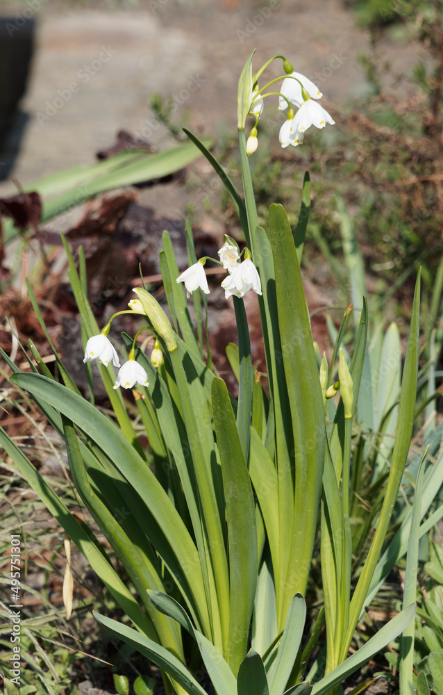 Obraz premium Leucojum aestivum | Nivéoles d'été à petites fleurs en clochettes à tépales blanc portant une macule verte à leur pointe en ombelles sur de longues feuilles linéaires ou hampes florales