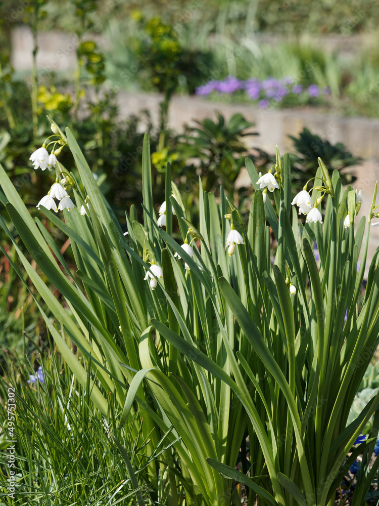 Nivéoles d'été ou Leucojum aestivum à longues hampes florales, linéaires, hérissées aux pédicelles portant des fleurs en ombelles blanches à pointes maculées de vert Nivéoles d'été ou Leucojum aestivum à longues hampes florales, linéaires, hérissées aux pédicelles portant des fleurs en ombelles blanches à pointes maculées de vert