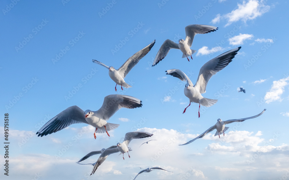 Obraz premium Seagulls in the sky. Birds of the Black Sea, Odessa.