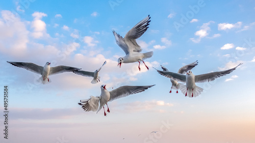 Seagulls in the sky. Birds of the Black Sea  Odessa.